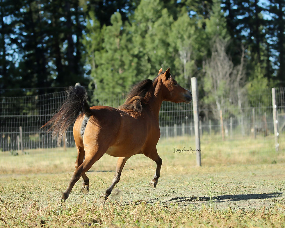 Longbarn Pharm GQ's Supernova