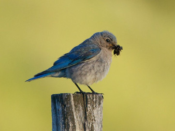 Bluebird preparing to feed its young