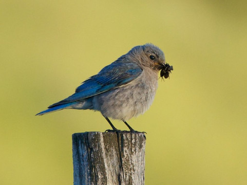 Bluebird preparing to feed its young