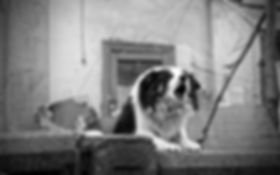 pexels-photo-1626194.jpeg