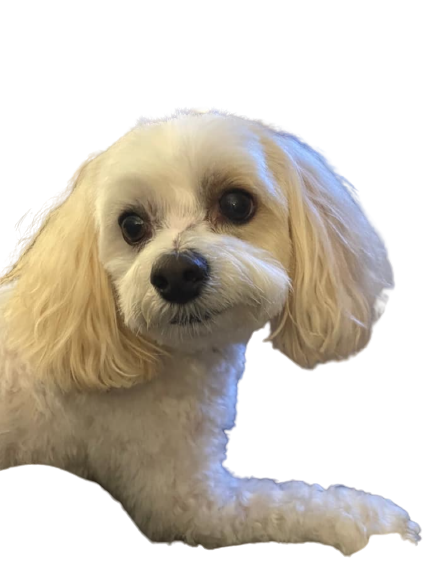 Doggie do's hotsell hair salon