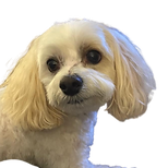 Doggie Do's Client