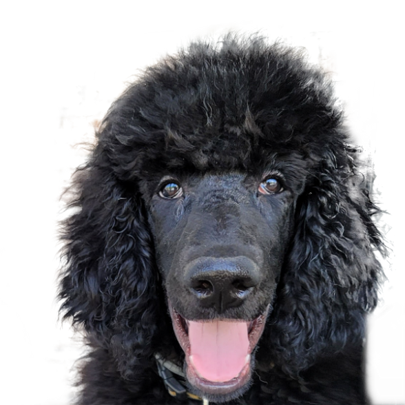 Doggie Dos Mascot