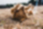 michael-oxendine-t7wwffh6x8E-unsplash.jpeg