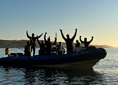 Barco Animal Océano Sardina Corre
