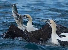 Alcatraces comiendo caballa Animal Océano Sardina Run