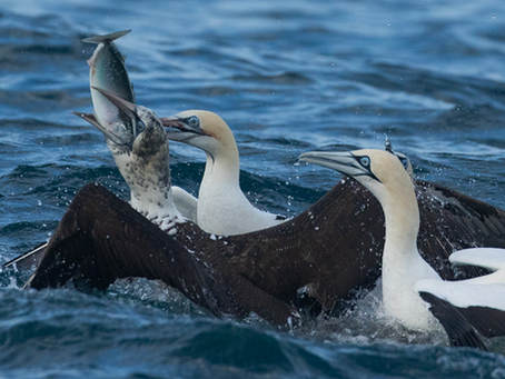 Chub Mackerel in the Predator’s Crosshairs