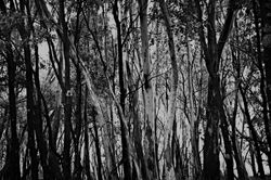 Mt Macedon