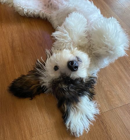 Screenshot 2024-12-15 at 5.43.29 PM.png