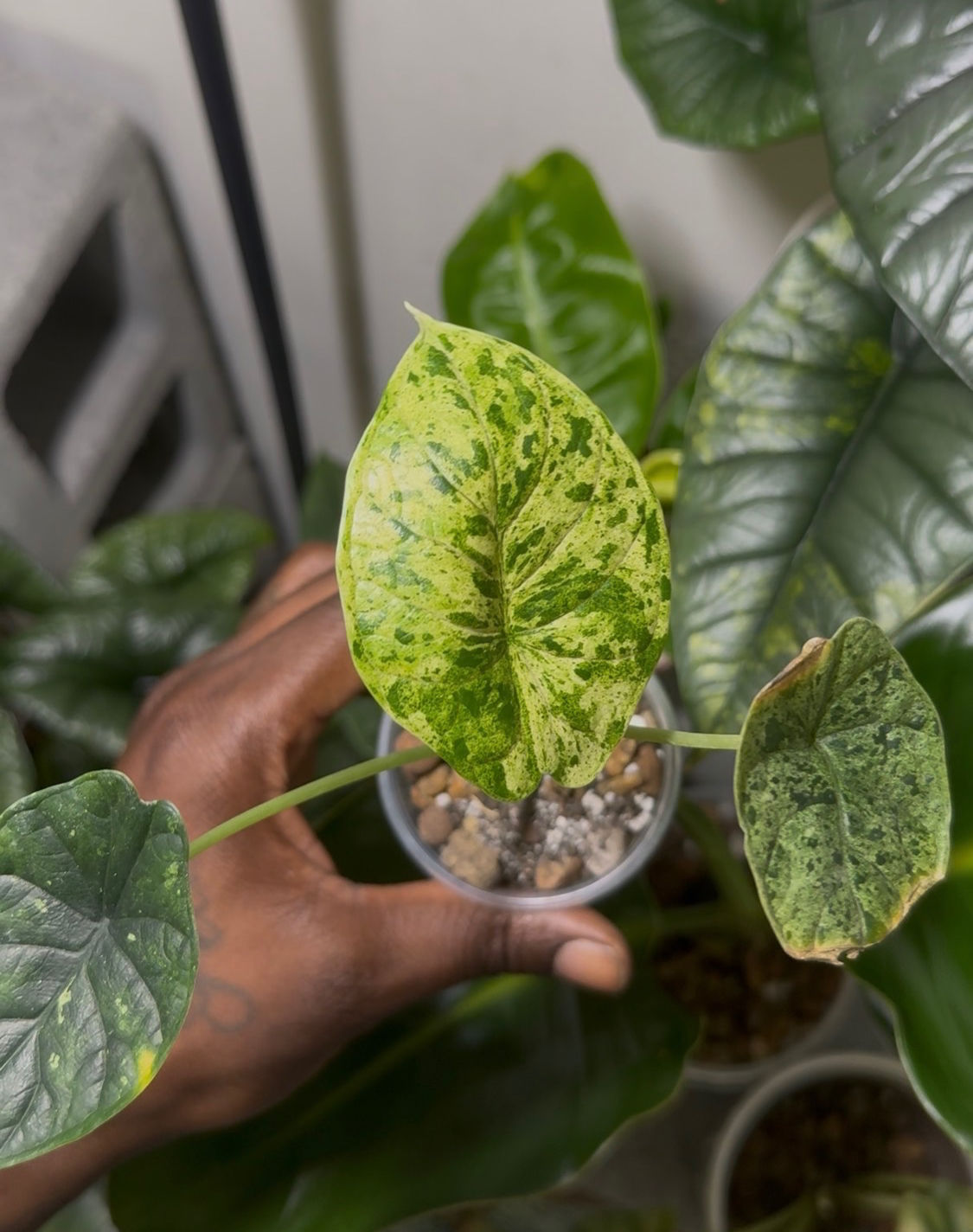 Alocasia Dragon Scale Mint