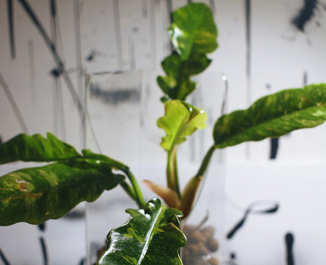 Plant Deco | Bespoke Plant Experience