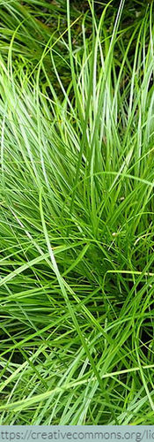 Pennsylvania Sedge photo from creative commons
