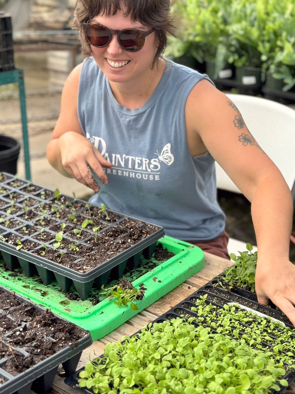 Stefanie bumping our seedlings up into plug trays.