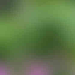 pollinator garden with morning candle, amsonia and more