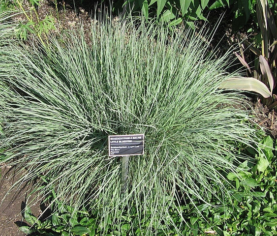 Little Blue Stem, Schizachyrium scoparium
