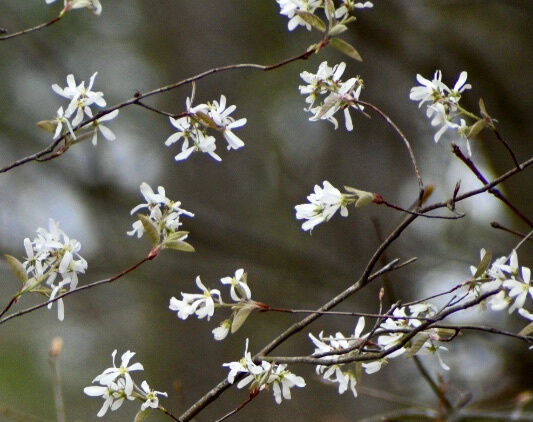Serviceberry