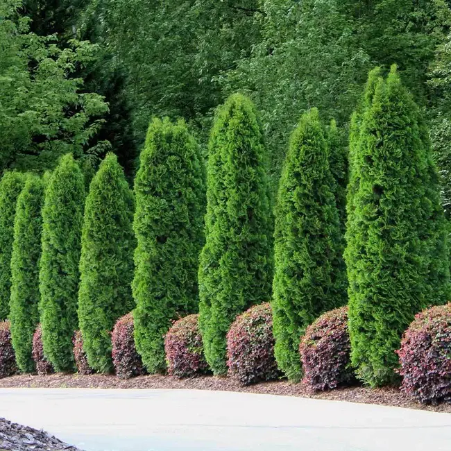 Emerald Green Arborvitae – Thuja occidentalis ‘Emerald Green’ 