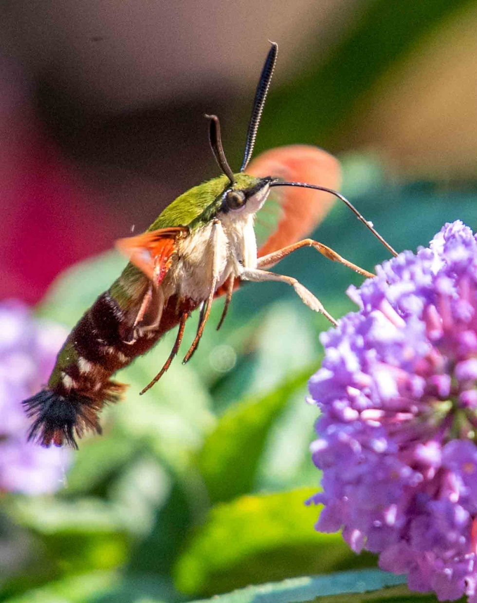 A moth with green and red hues hovers near a vibrant purple flower. It. isdrnking with its proboscis. Background shows blurred greenery, evoking a lively garden scene.