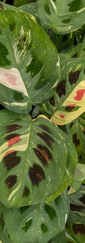Maranta 'Beauty Kim'