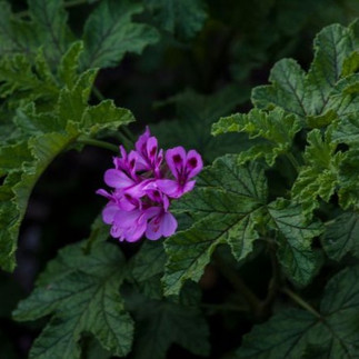 Pink scented geranium bloom amid lush green leaves in a garden setting. The deep colors create a vibrant, refreshing mood.
