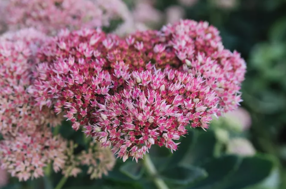'Autumns Joy' Stonecrop (Sedum spectabile)