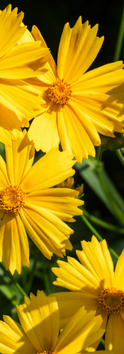 Lanceleaf Coreopsis