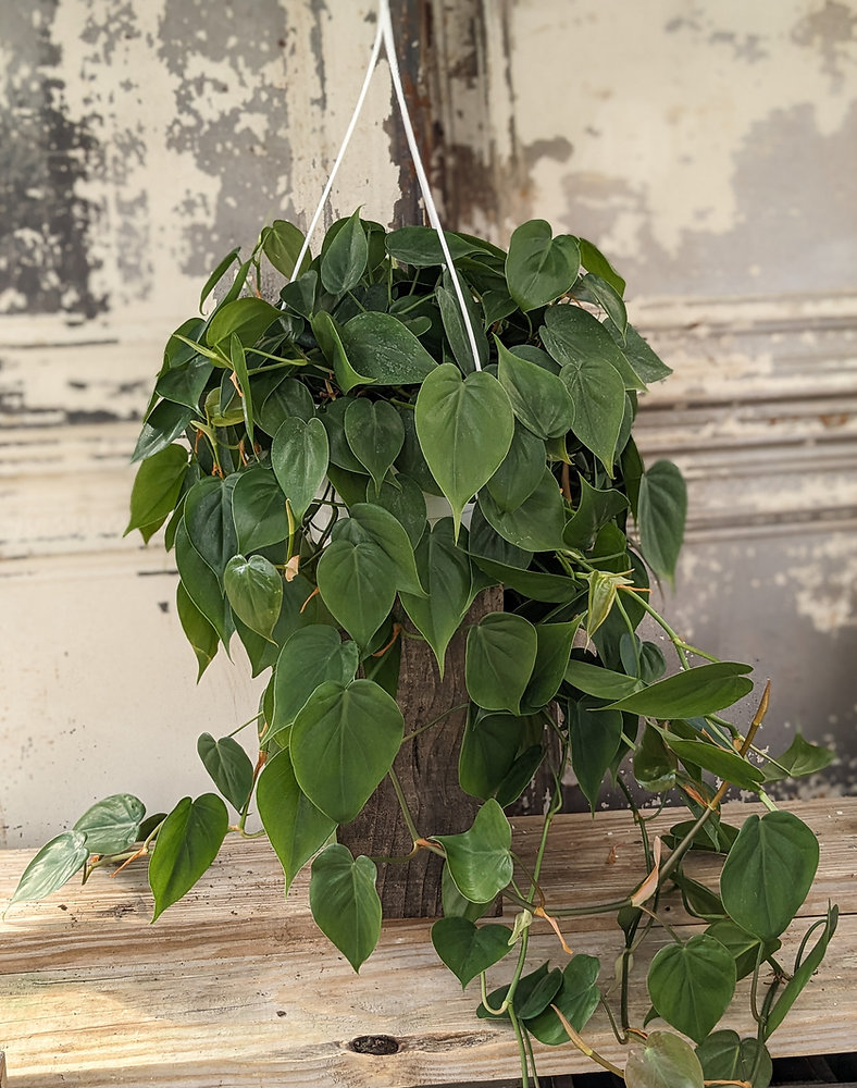 spathiphyllum plant Spathiphyllum (peace lily) main image 0