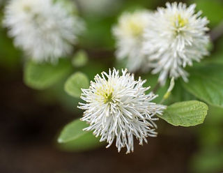 Closeup of Mountain Witch Alder Flower
