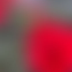 Close-up of vibrant red flowers with green leaves in a greenhouse setting. A blurred background with more red blooms and plant pots.
