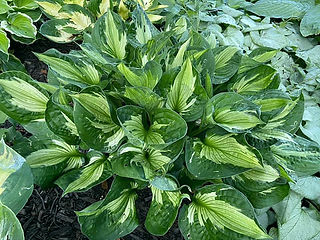 Colored Hulk Hosta