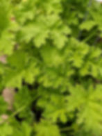 Close-up of vibrant green, jagged-edged scented geranium leaves of a plant, with a few droplets of water, creating a lush, fresh atmosphere.