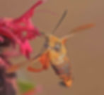 ree