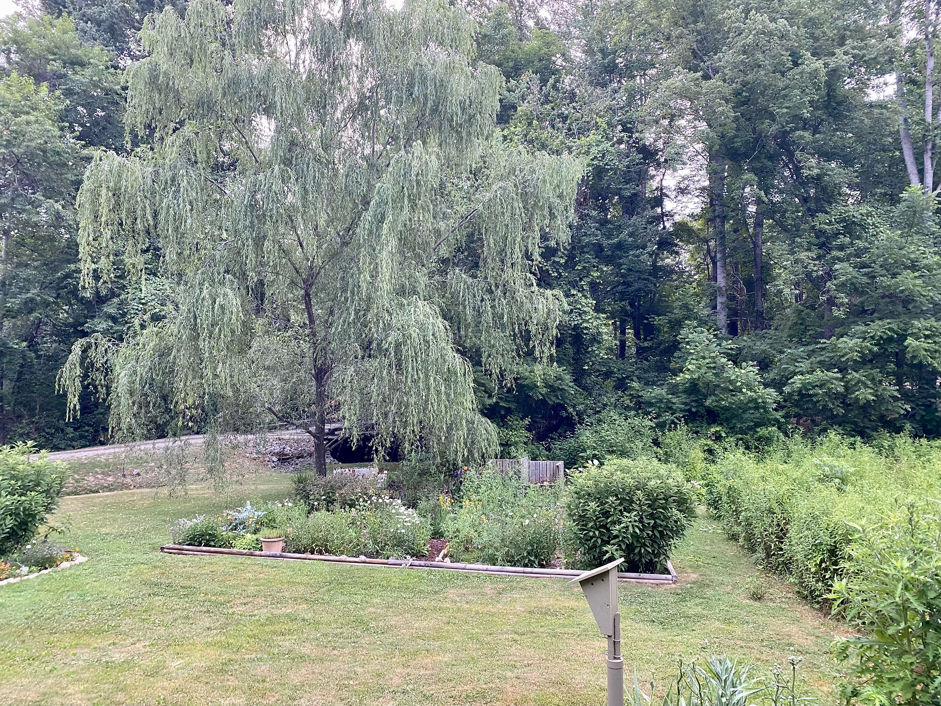 pollinator garden with willow tree
