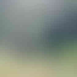 pollinator garden with willow tree