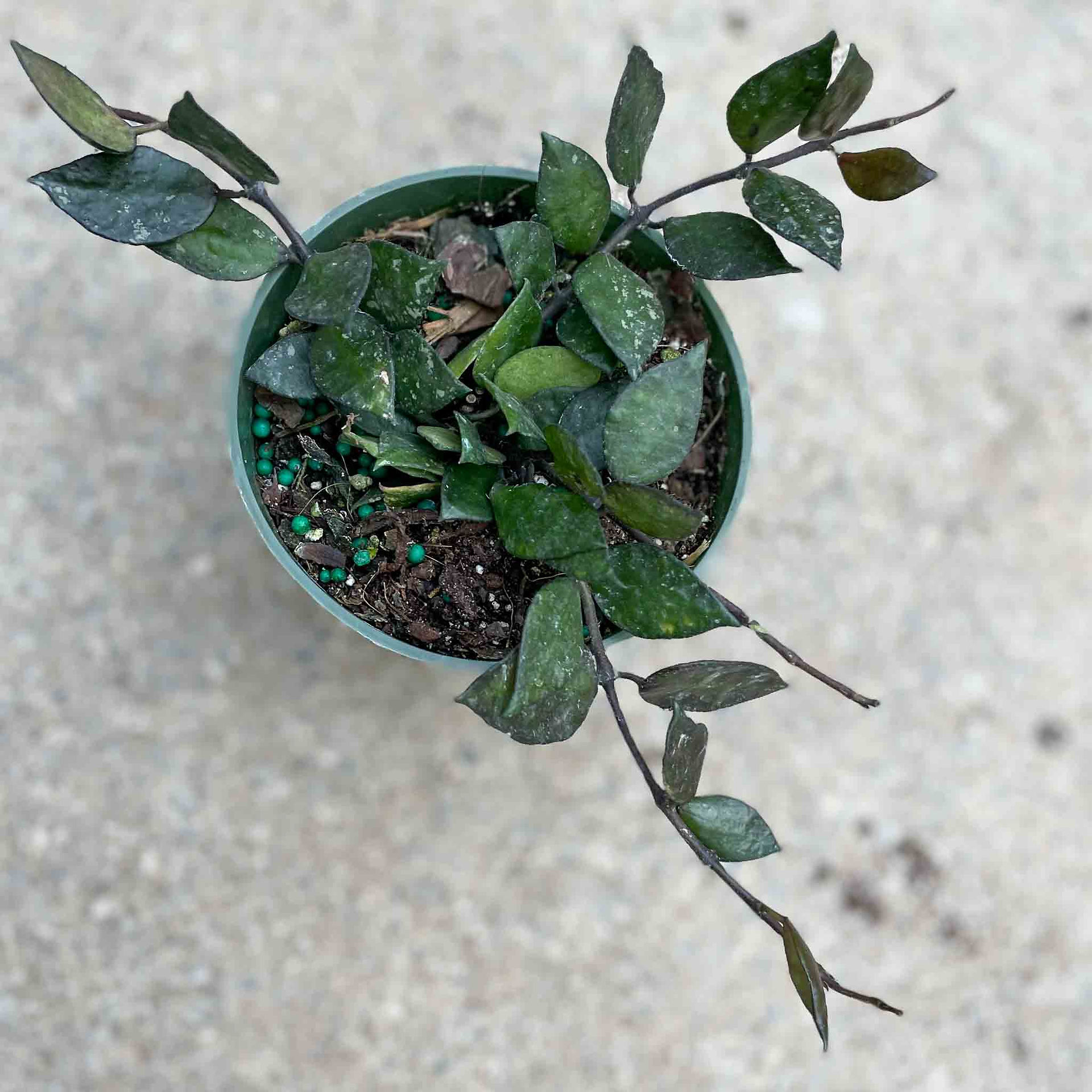 Hoya 'Krohniana Black'