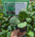 Hand holding young collard plant in pot. Green leaves. Sign reads "Collards 'Flash'", detailing its traits. Sunny garden setting.