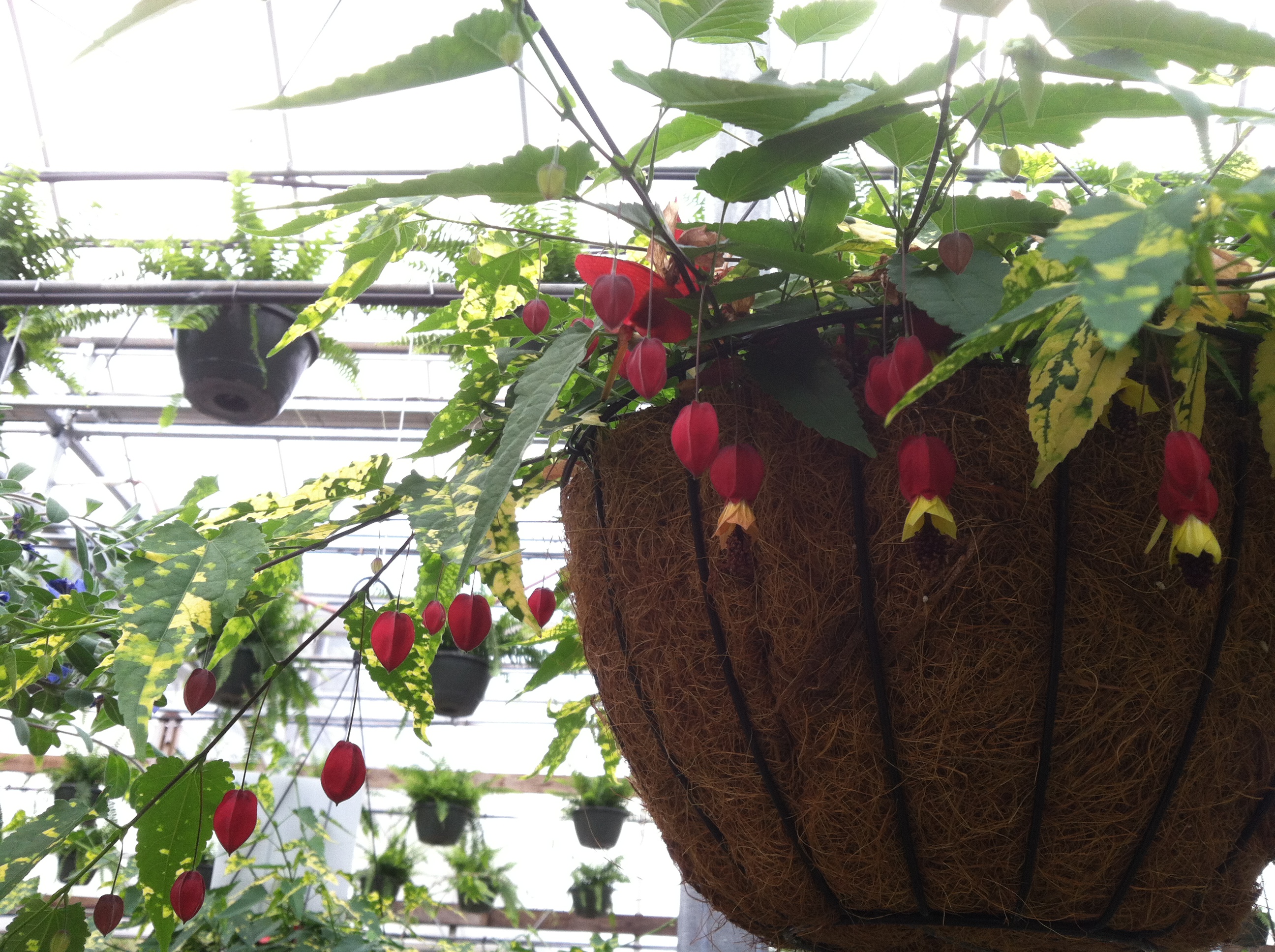 Chinese Lanterns.JPG