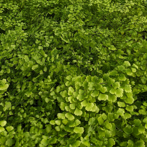 Mairis's Maidenhair Fern at Painters Greenhouse in Old Fort NC
