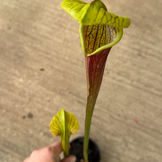 S. alata x purpurea x flava rubricorpora, M @ $22