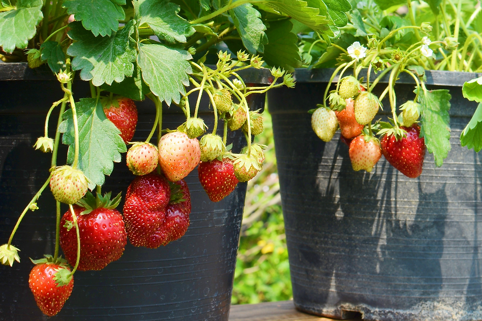 Strawberry plants in pots, bearing ripe red and unripe green berries, with green leaves in sunlight. The background is leafy and blurred.