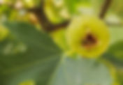 DIGGING DEEPER: Figs & Wasps - an Ancient Companionship