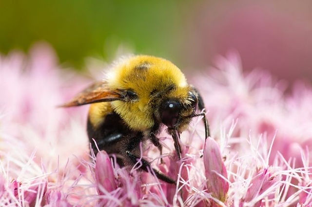 Bumble bee on Joe Pye Weed