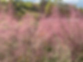Developing a Love for Ornamental Grasses