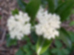 Clusters of small white flowers of the Possumhaw viburnum, with glossy green leaves against a natural background. 