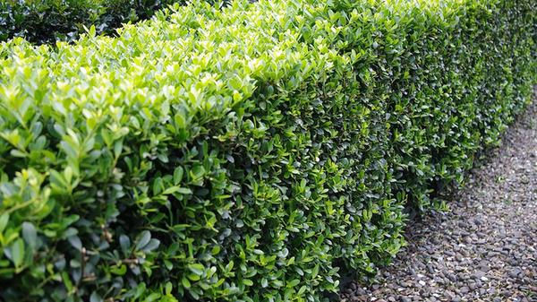 Steeds Japanese Holly – Ilex crenata ‘Steeds’  (photo: NC State Extension)