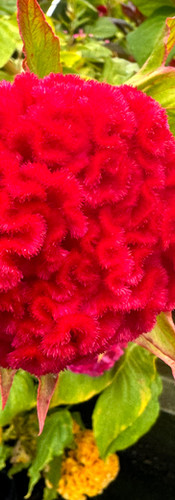 'Chief Mix' Cockscomb Celosia