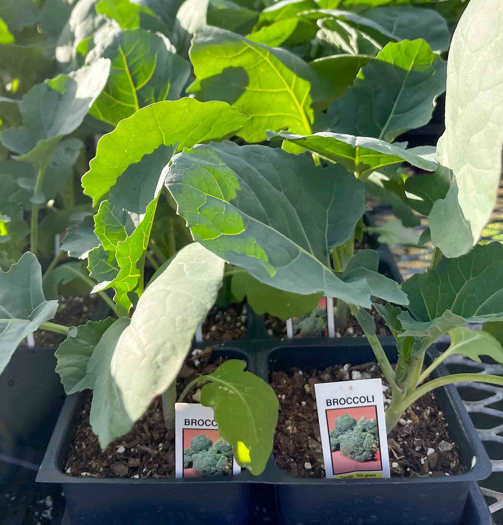 Broccoli ‘Imperial’ – F1