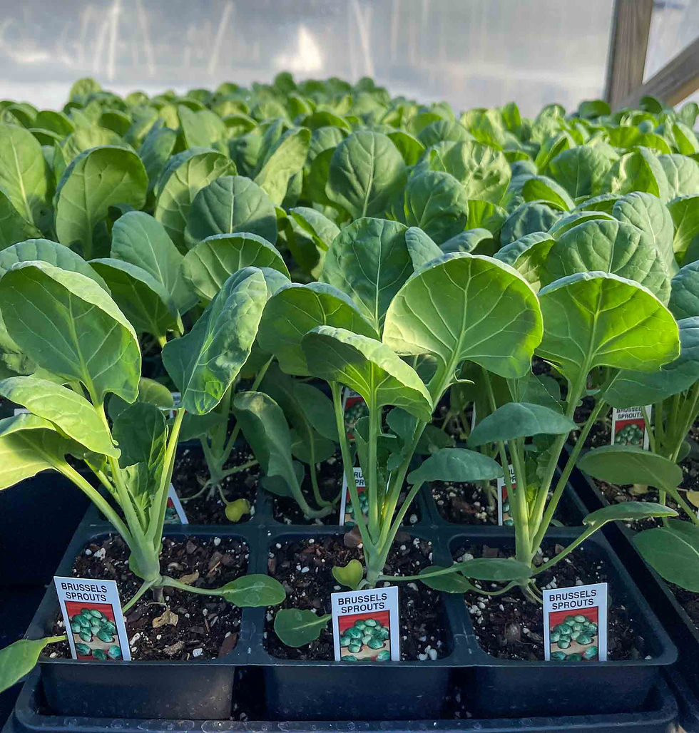 Brussels Sprout ‘Jade Cross’ – F1