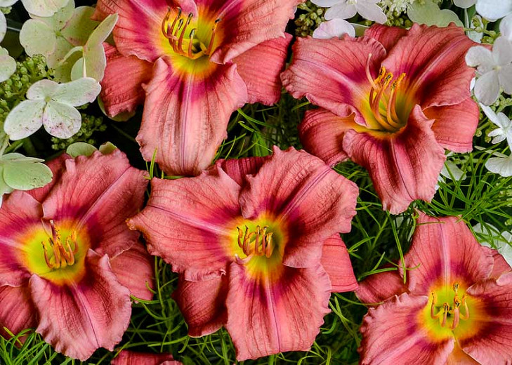 'Cosmic Struggle' Day Lilies