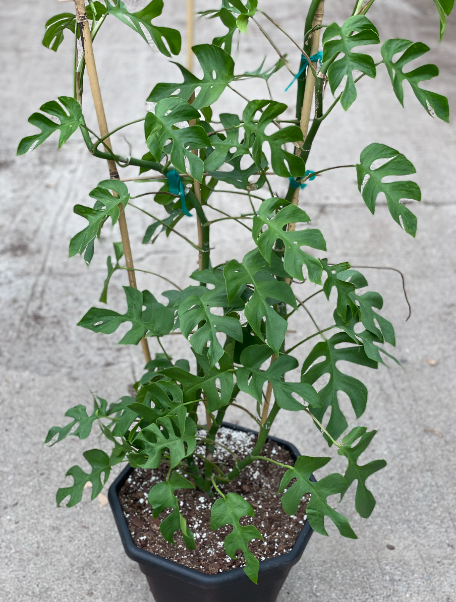 12" trellised Rhaphidophora tetrasperma - save $12, now $20